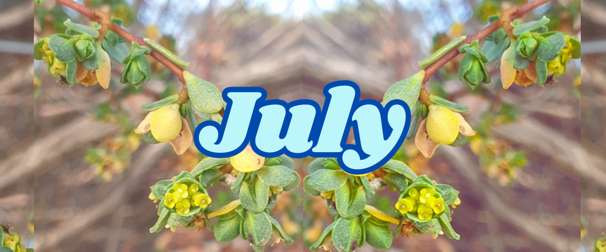 July Banner Image