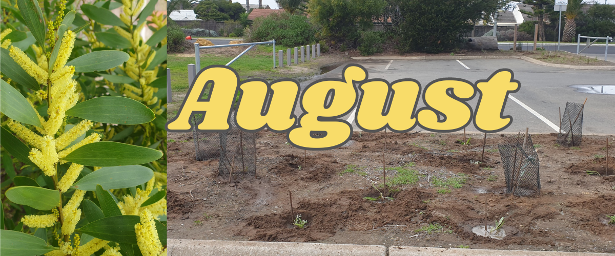 Coastal Wattle and Planting, August banner by Eika Glasgow