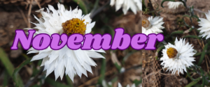 Purple November on white paper flower background